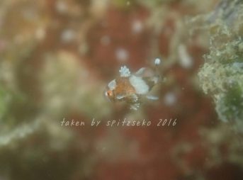 チョウチョウコショウダイ赤ちゃん