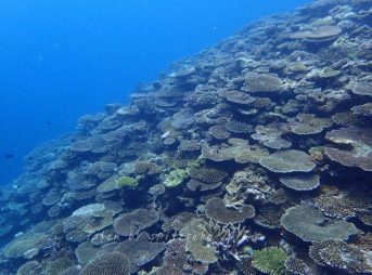 サンゴいっぱい!!