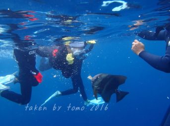 真栄田岬でスノーケリング、ツバメウオと戯れる