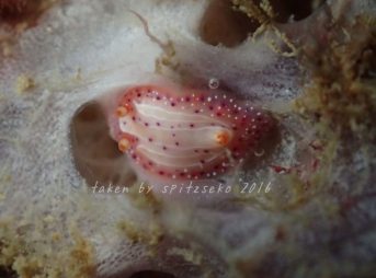 イチゴミルクウミウシ