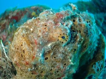 オオモンカエルアンコウ、顕微鏡モード＋フィッシュアイフィルター