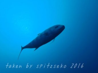 コガネシマアジ、突如出現