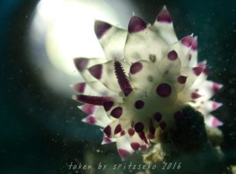 ヤノルス・サヴィンキンイ