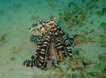 ミミックオクトパス