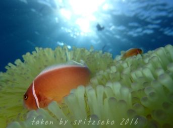 白化で黄色くなったイソギンチャクとハナビラクマノミ