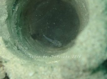 シラスキバハゼ