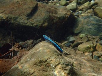 ナンヨウボウズハゼ