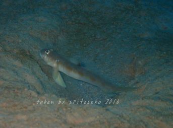 サルハゼ属の一種、ダスキースリーパーゴビー