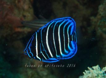 ロクセンヤッコ子供