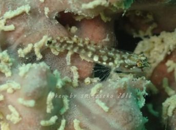 オスジイソハゼ