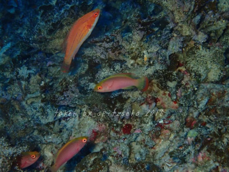 ベニヒレイトヒキベラとクジャクベラ