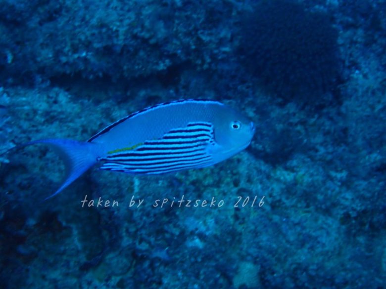 ヒレナガヤッコ