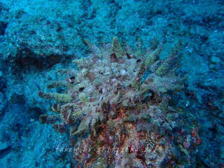 ウンバチイソギンチャク