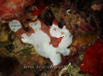 クマドリカエルアンコウ