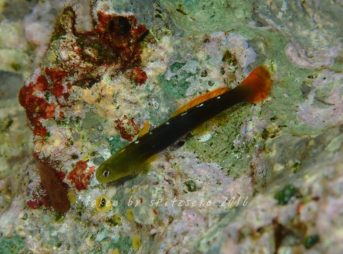 アカヒレハダカハゼ