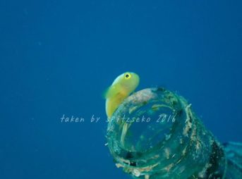 ナカモトイロワケハゼ