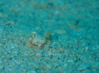 ゴマイトヒキヌメリ