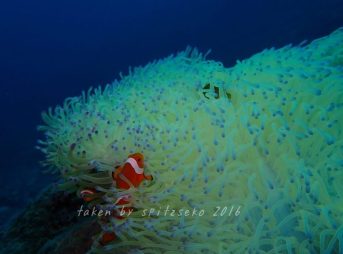 白化したイソギンチャクとカクレクマノミ