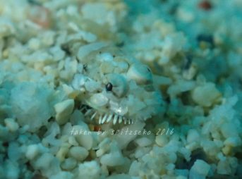 ヒゲモジャハゼ