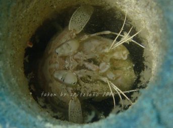 トラフシャコの巣穴にエビが……