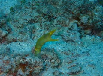 幸せの黄色いハナヒゲウツボ