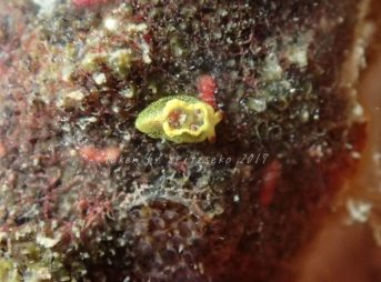 ネコジタウミウシsp