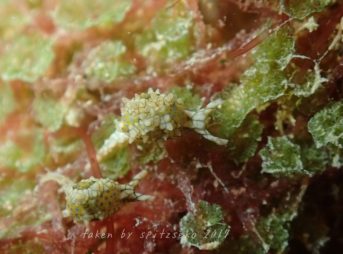 テンガンノツユ