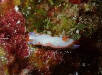 トルンナ・プルプロペディス