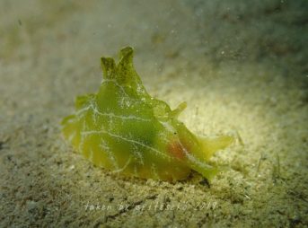 クサモチアメフラシ