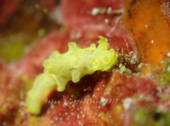 キイロセンヒメウミウシ