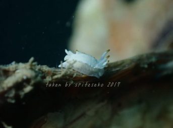 コトヒメウミウシ属の一種