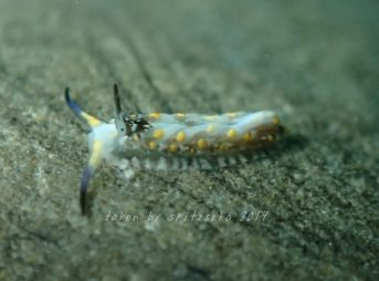 カスミミノウミウシｓｐ