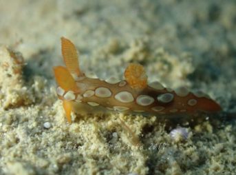 ニシキリュウグウウミウシsp