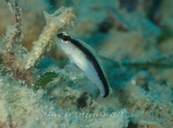 ヤノウキホシハゼ