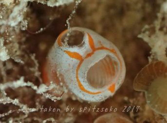 ジャビットマンホヤ