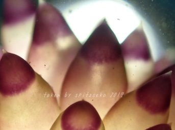 ヤノルス・サヴィンキンイ