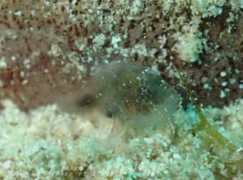 ハナオコゼ子供