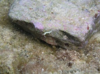 アオセンミノウミウシ