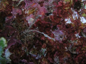 ピグミーシードラゴン