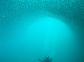 ヤクシマイワシの群れ