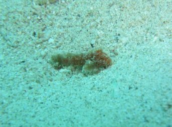 カゴシマオコゼ