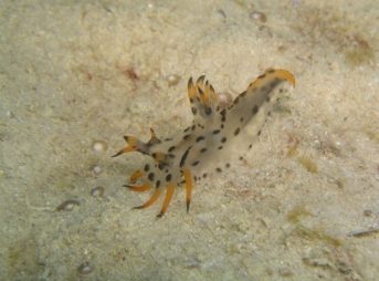 フジタウミウシsp