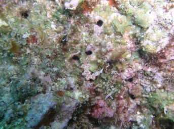 ハクテンミノウミウシ