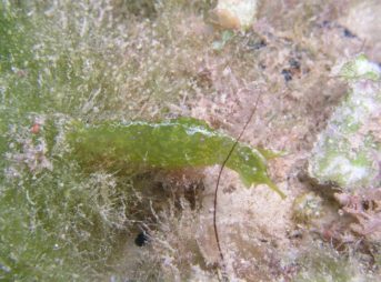 フサウミナメクジ