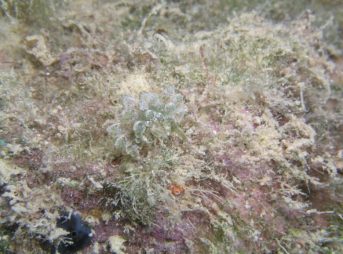 タマミルウミウシ