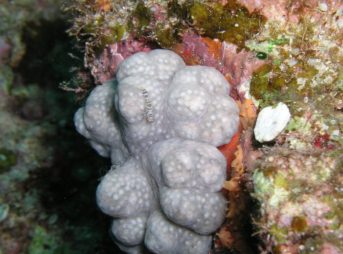 ウズラカクレモエビ