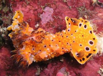 Plocamopherus margaritae Vall&s & Cosliner,, 2006 プロカモフェルス・マルガリータエ