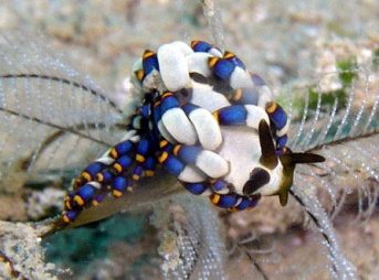 オショロミノウミウシ属の一種