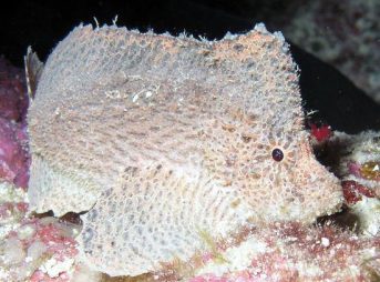 ヒョットコオコゼ