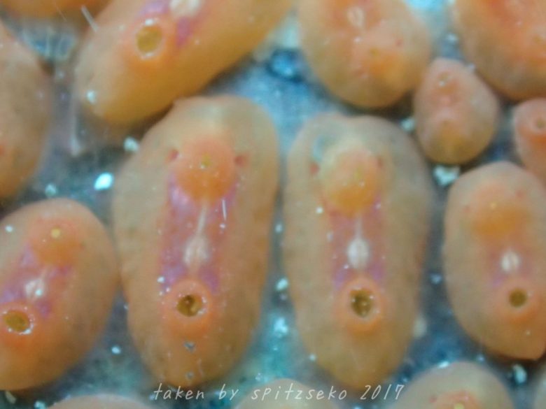 マントヒヒホヤ